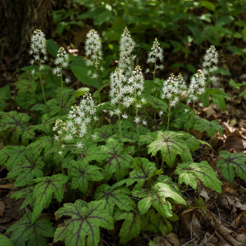 Foamflower close-up