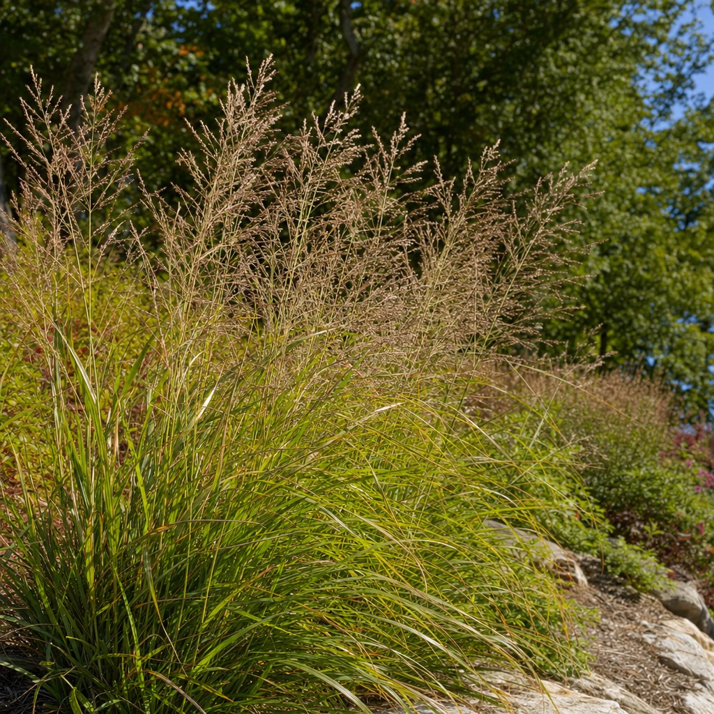 Switchgrass close-up